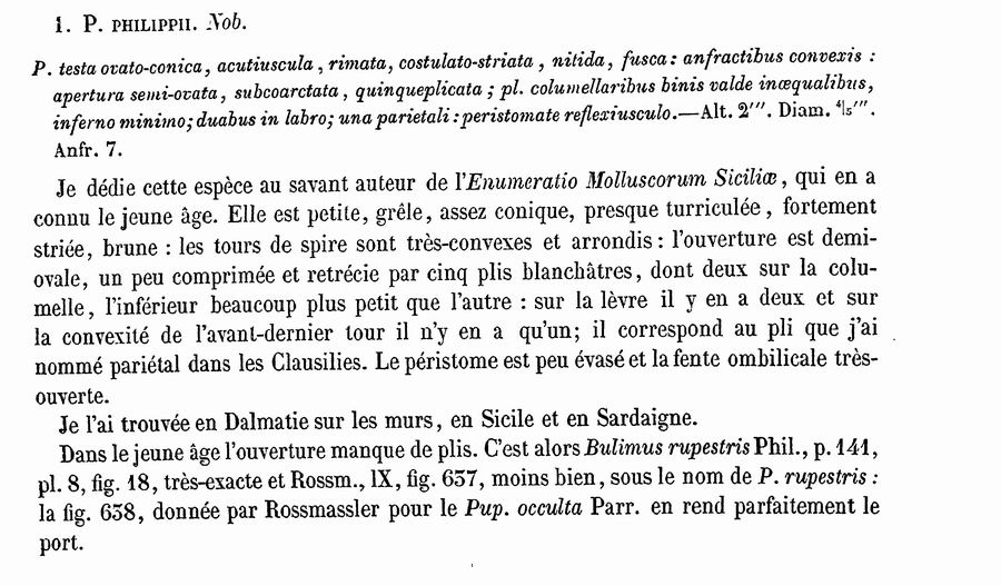 Rupestrella philippii (Cantraine, 1840) ?